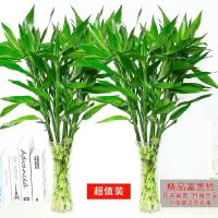 富贵竹水培植物开运竹花卉绿植盆栽绿萝室内花客厅水养节节高