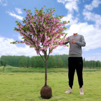 庭院地栽大型高杆海棠树苗西府海棠垂丝海棠花耐寒植物花北美海棠