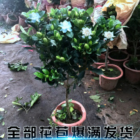 独杆浓香型花卉植物棒棒糖栀子花盆栽冬季耐寒花卉带花发货
