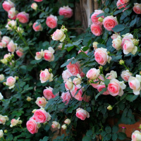 藤本月季花苗特大爬藤蔷薇庭院植物花卉拱花墙玫瑰欧洲浓香四季