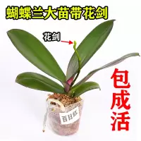 蝴蝶兰花苗带花苞盆栽带花剑花卉室内绿植物易活四季开花鲜花大苗