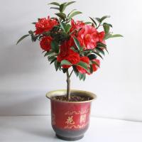 香妃山茶花树苗带花苞盆栽浓香型客厅室内四季开花卉五色赤丹植物