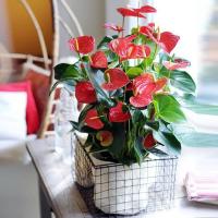 盆栽植物室内花卉好养水培一帆风顺大盆水养四季常青绿植