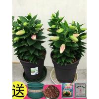 5颗百合种球四季开花好养易活室内花卉盆栽香水百合鲜花植物种子