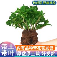 买3送1大花无尽夏绣球花苗盆栽花卉带花苞室内阳台庭院观花绿植物