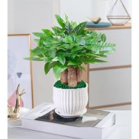 发财树盆栽植物室内客厅绿植小盆景四季常青办公室招财小盆栽花卉