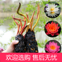 大睡莲根块池塘睡莲花水培植物四季莲花盆栽水养花卉荷花睡莲根茎