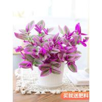 大颗盆栽胭脂云植物办公室内花卉桌面小绿植阳台好养