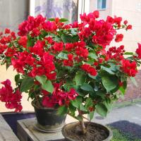 叶子花南美紫茉莉三角梅苗三叶梅簕杜鹃纸花盆栽大苗攀爬植物