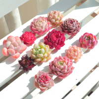 盲盒多肉植物大颗好养稀有品种花卉组合套餐老桩绿植精品多肉盆栽