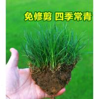 四季常青免修剪护坡马尼拉狗牙根黑麦草皮种子孑庭院绿化