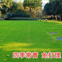 正品匍匐剪股颖草坪种子草籽四季常青庭院草籽矮生草种真草皮种子