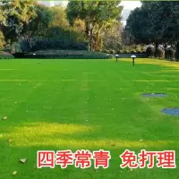 正品匍匐剪股颖草坪种子草籽四季常青庭院草籽矮生草种真草皮种子