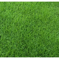 草坪种子护坡狗牙根高羊茅黑麦草种籽马尼拉四季青庭院绿化草籽