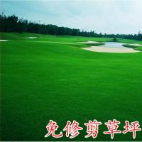 高尔夫地毯草种子四季长青免修剪耐践踏草籽矮生草种草皮种子