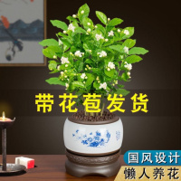 [带花苞]茉莉花盆栽浓香型重瓣好养室内阳台植物驱蚊虫净化空气