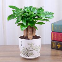 发财树盆栽室内花卉小盆景植物小发财树四季常青花苗客厅花卉绿植