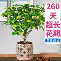 四季桂花树苗盆栽花卉阳台八月桂浓香庭院耐寒地栽庭院大桂花树苗