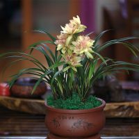 好苗推荐墨兰企黑浓香型花草植物兰花苗盆栽室内花卉绿植好养兰草