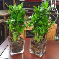 富贵竹荷花竹观音竹节节高绿植桌面盆栽水培植物四季花卉