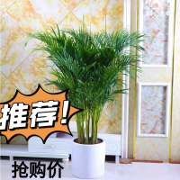 散尾葵凤尾竹盆栽室内大型绿植客厅花卉易活植物四季长青净化空气