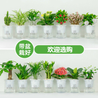 绿植盆栽花卉室内好养发财树办公室文竹栀子花绿萝水培小植物多肉