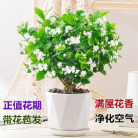 茉莉花盆栽带花苞发货室内花卉植物绿植驱蚊驱虫四季开花净化空气