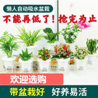 绿植盆栽花卉室内好养发财树办公室文竹栀子花绿萝水培小植物多肉