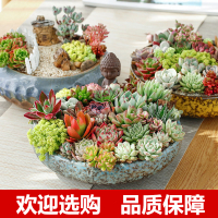 多肉花盆大口径特价清仓特大号家用花盆陶瓷大号组合拼盘