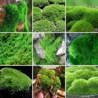 苔藓微景观青苔盆景装饰造景植物铺面鲜活假山水陆缸diy室内绿植