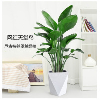 天堂鸟鹤望兰盆栽办公室客厅吸甲醛大型植物室内绿植好养易活