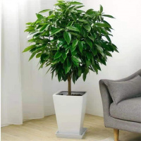平安树幸福树绿植盆栽特价室内养殖花卉四季长青四季好养净化空气