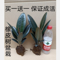 橡皮树黑金刚盆栽净化空气室内吸甲醛四季绿植防辐射