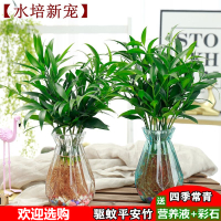 水培新宠驱蚊竹富贵竹水养水培植物室内客厅绿植花卉盆栽四季常青