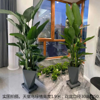 虎皮兰花盆大口径北欧风简约特价批发仿水泥花盆绿植天堂鸟盆栽