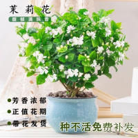 重瓣茉莉花盆栽浓香型[带花苞]室内外花卉绿植四季开花净化空气
