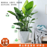 天堂鸟绿植大型盆栽客厅北欧网红植物办公室除甲醛好养真花鹤望兰