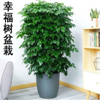 幸福树盆栽客厅大型绿植盆景平安树摇钱树驱蚊植物开业乔迁花卉