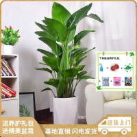 天堂鸟绿植大型客厅植物北欧网红真花鹤望兰室内盆栽
