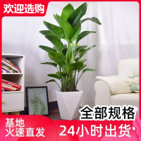 天堂鸟花卉盆栽鹤望兰大型办公室客厅吸甲醛北欧真花网红室内绿植