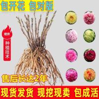 牡丹花树苗带花苞带土四季开花室内外庭院观赏植物耐寒大花卉盆栽