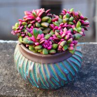 [带盆栽好]吹雪之松锦多肉植物盆栽组合桌面绿植花卉卡日松肉肉