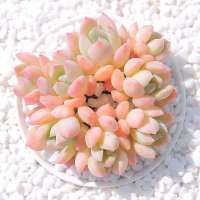 七彩稀有多肉植物批发老桩好养花卉绿植盆栽大颗桃蛋法师肉肉