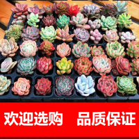 厂家直销多肉植物红宝石绿植花卉盆栽室内易活好养批发套餐组合