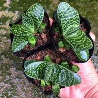 多肉植物元宝花招财进宝肉肉办公室内桌面阳台绿植花卉盆栽