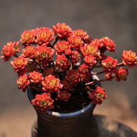 多肉植物花卉盆栽多肉植物盆栽绿植肉肉植物阳台盆栽