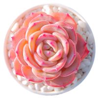 多肉植物荷花稀有花卉绿植桃蛋法师红宝石吸财树桌面盆栽好养植物