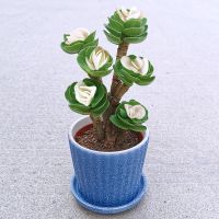 财运满满多肉植物盆栽室内绿植花卉客厅桌面防辐射好养植物花