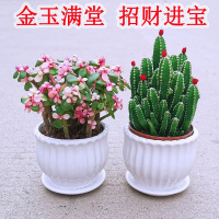 金玉满堂多肉植物仙人掌室内盆栽客厅吸甲醛绿植花卉新手好养花草