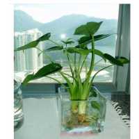 水培植物 水培花卉 滴水观音水培玻璃瓶彩色陶粒 玻璃套装